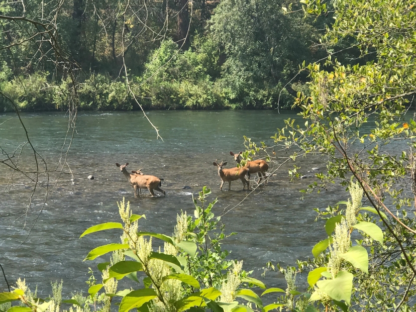 Shady Cove, OR adventure
